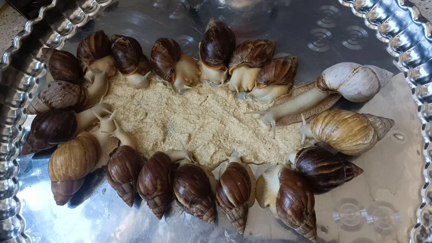 پرورش حلزون|خزنده|ملایر, |دیوار