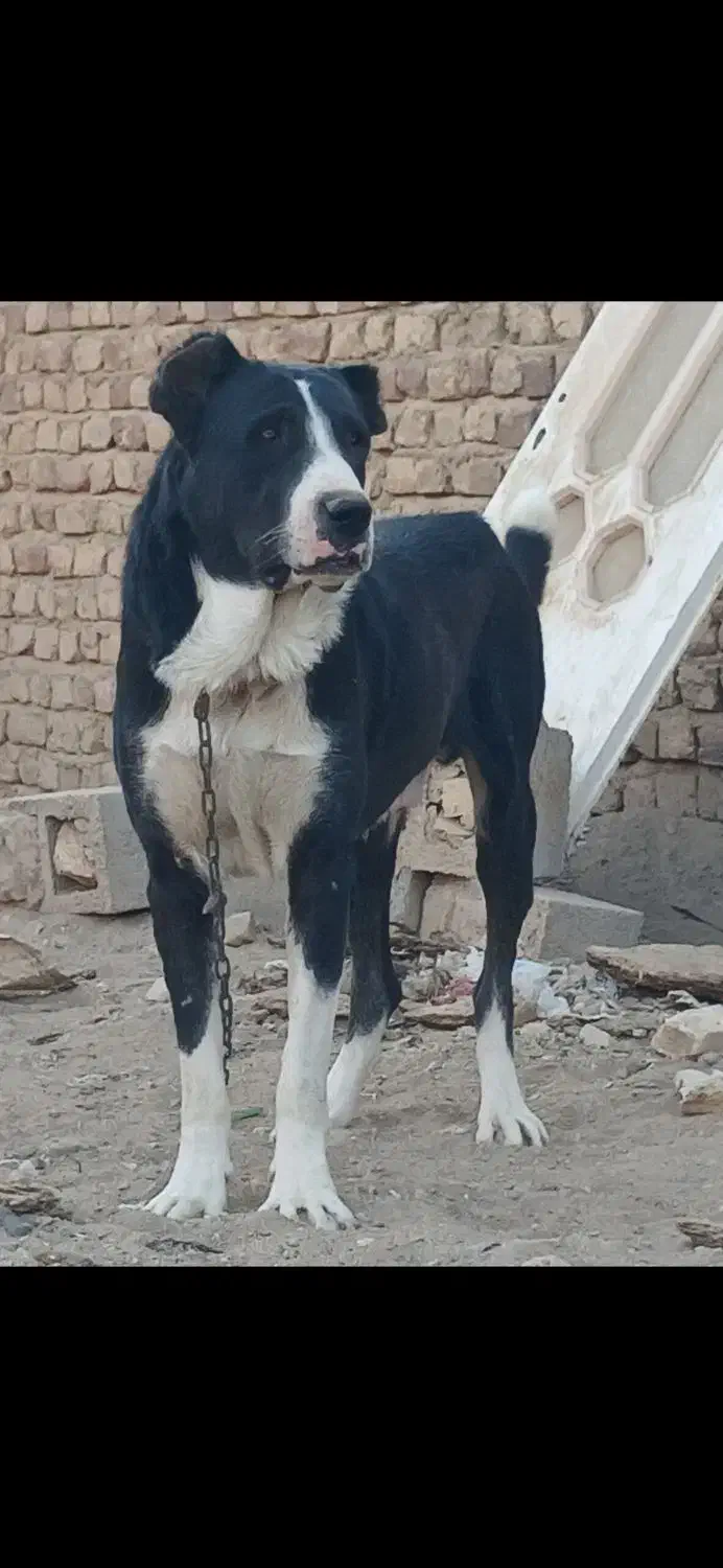 سگ نر وماده خراسانی نگهبان|سگ|قنوات, |دیوار