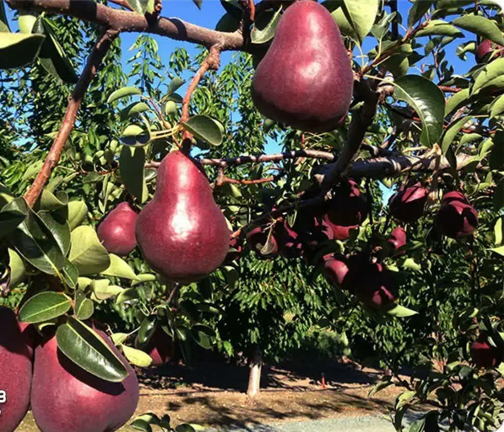 آغاز پیشفروش نهال گلابی انجو دوساله|خدمات باغبانی و درختکاری|ویسیان, |دیوار