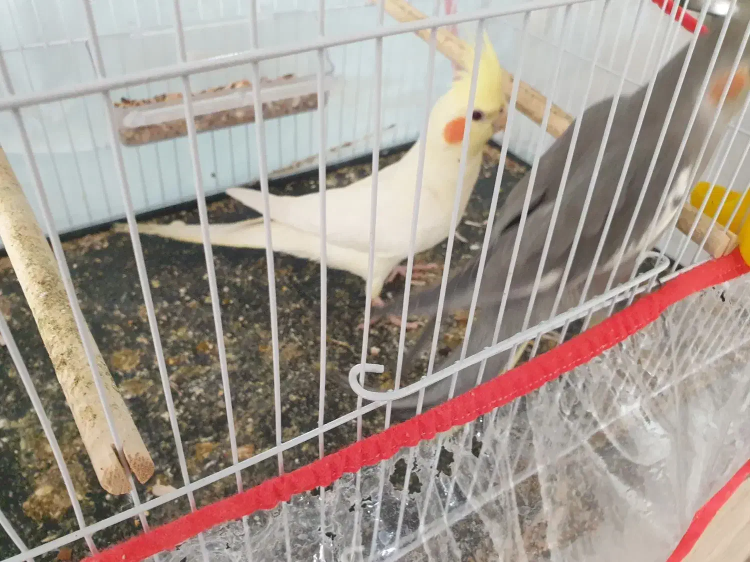 دو عدد طوطی عروس هلندی اهلی و خوشگل|پرنده|سبزوار, امیر کبیر|دیوار