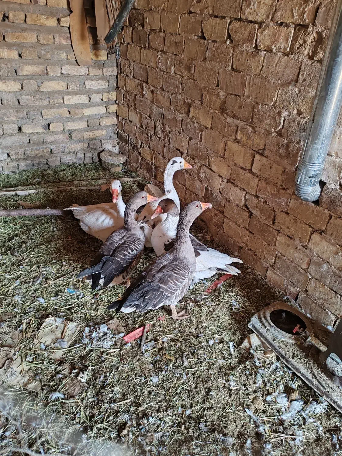 غاز جوان 5عدد|حیوانات مزرعه|قزوین, |دیوار