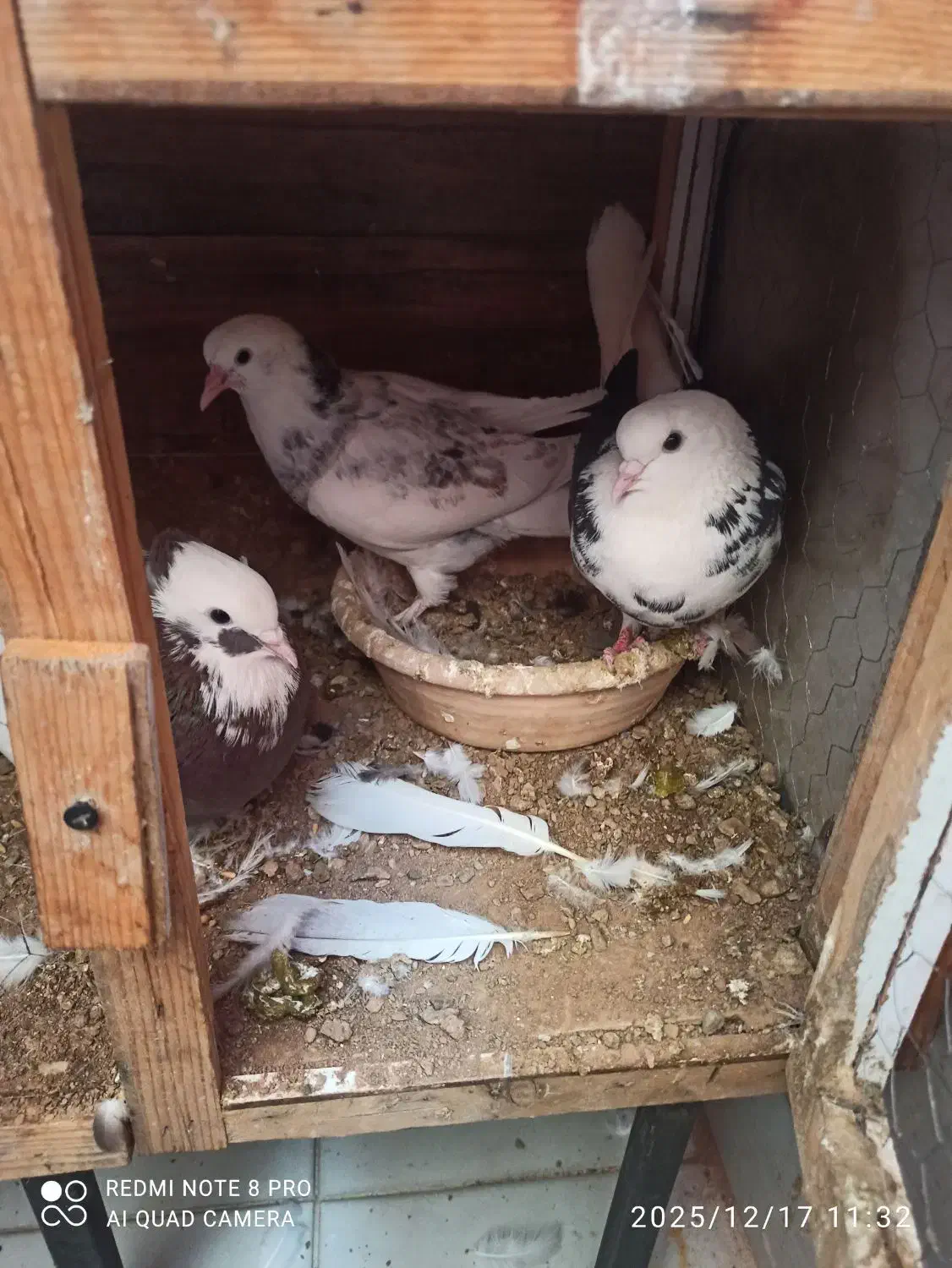 3تا کفتر دارم. به خاطر نداشتن. جا. میفروشمم|پرنده|قدس, شهر‌قدس|دیوار