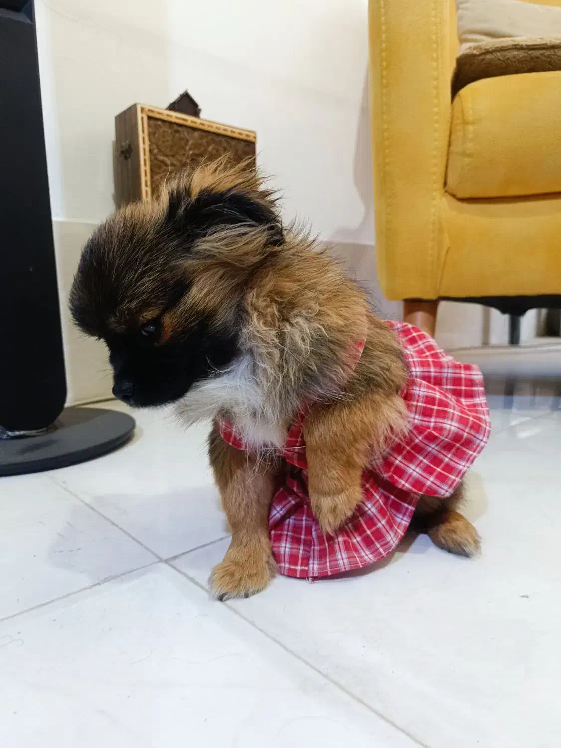 واگذاری سگ پامرخرسی چن ماهه کوچولو|سگ|شیراز, شهرک مهدی‌آباد|دیوار