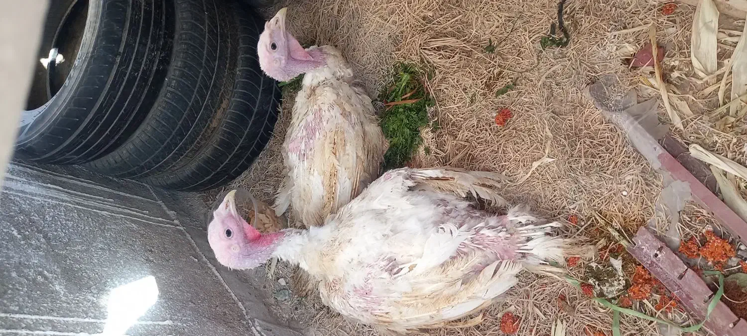 بوقلمون بیوتی|حیوانات مزرعه|سبزوار, کوی بهار|دیوار