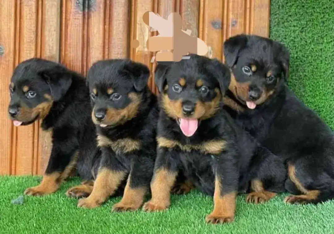 روت وایلر و دوبرمن چند قلاده توله دوماهه|سگ|فردیس, شهرک سپاه|دیوار