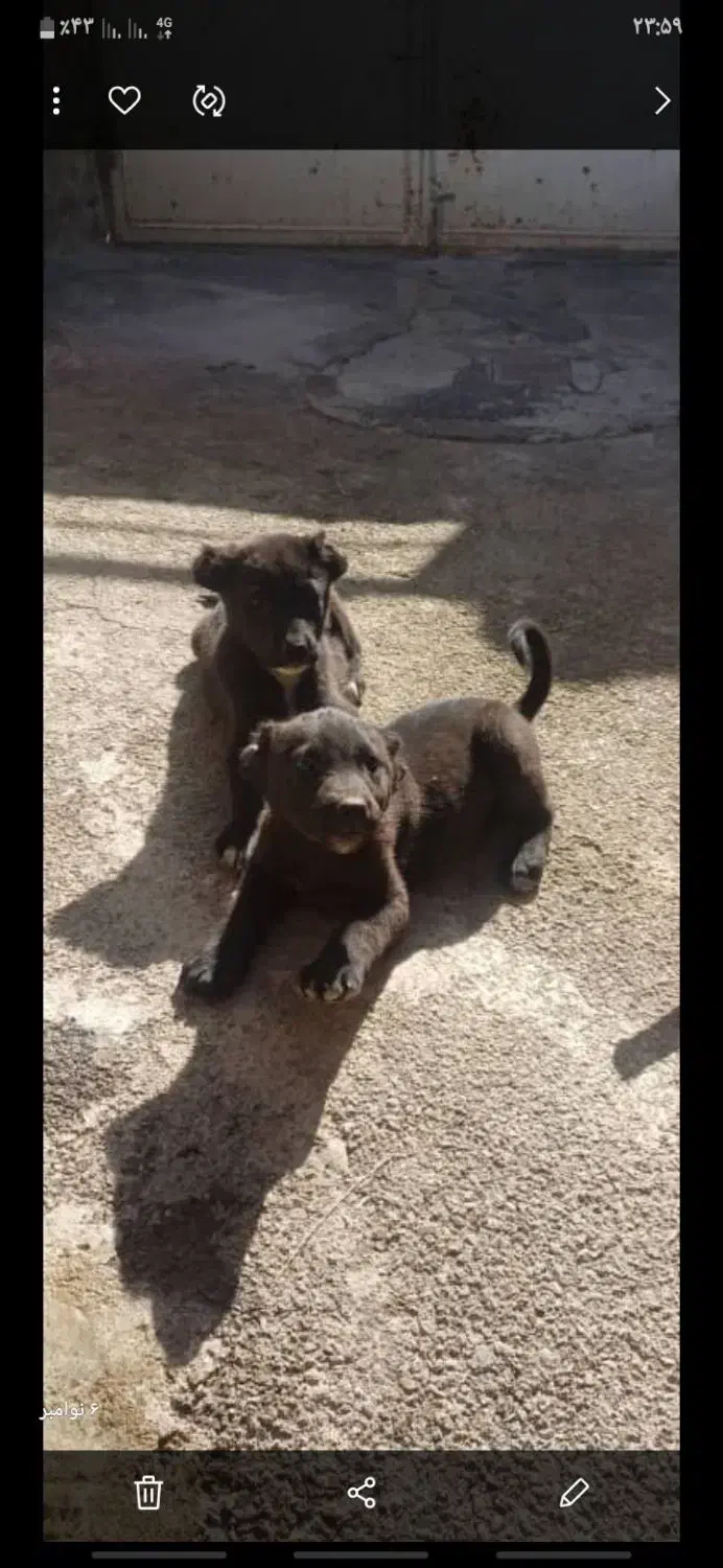 واگذاری یه جفت توله نر|سگ|گلپایگان, |دیوار