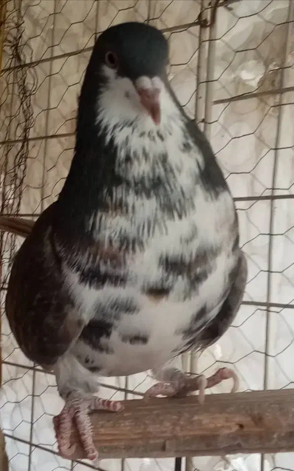 ماده خوشرنگ|پرنده|شاهین‌شهر, شهرک پردیس|دیوار