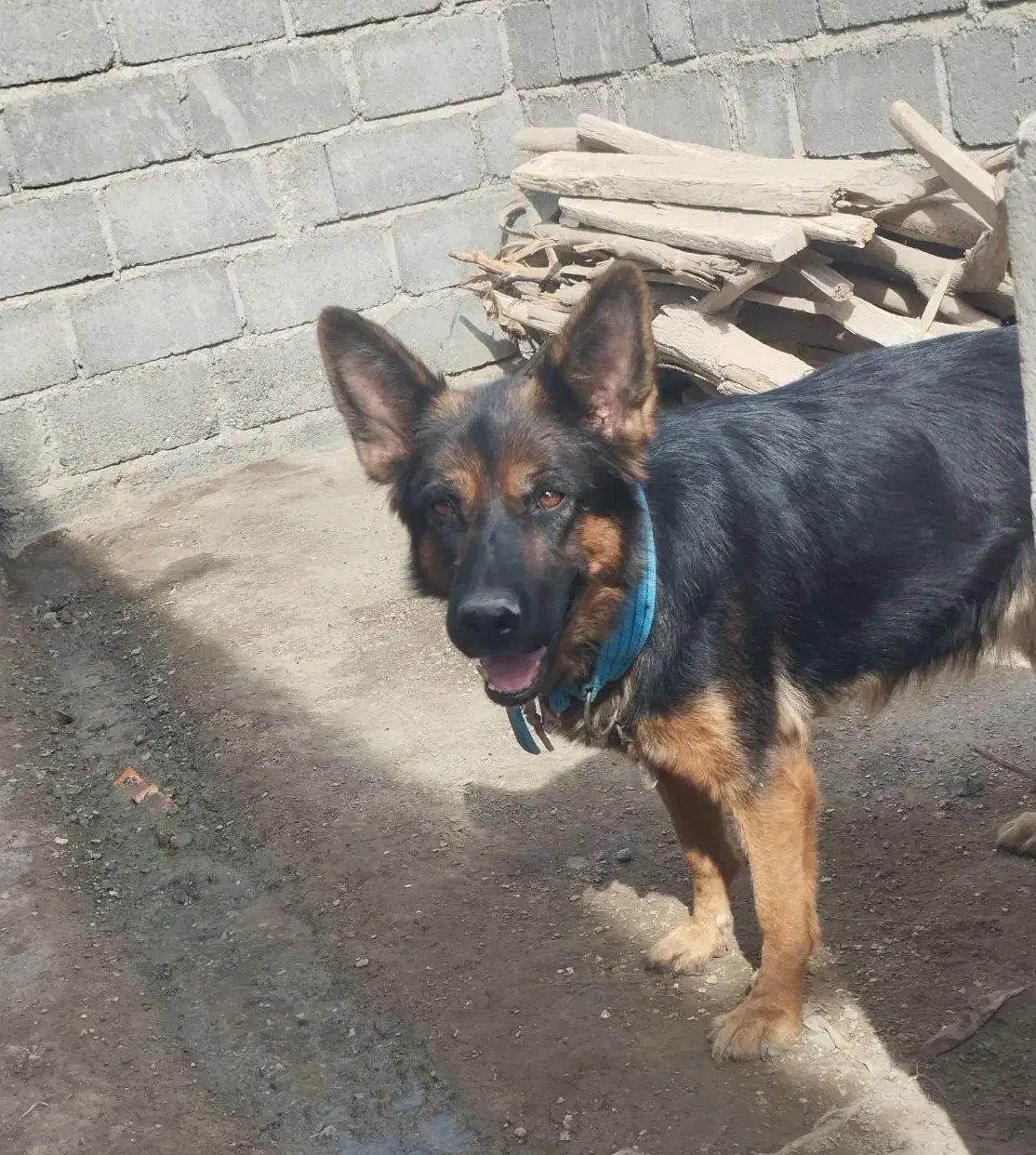 سگ ژرمن|سگ|بیکاه, |دیوار