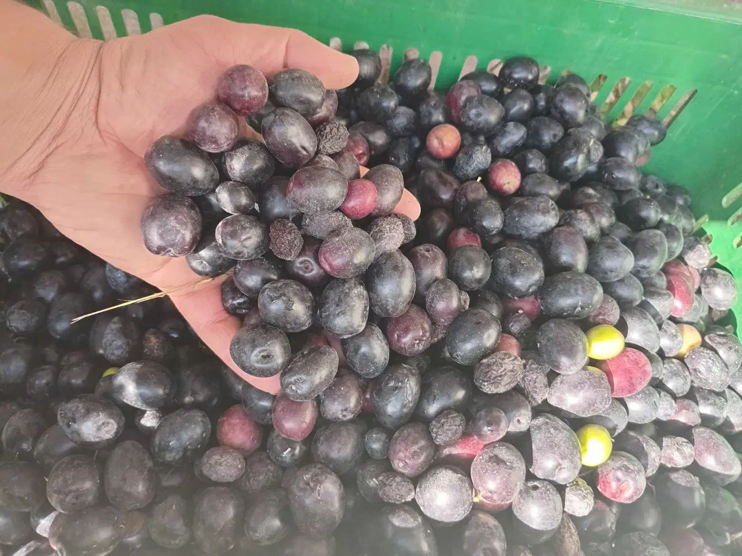 روغن زیتون اصل شمال|خوردنی و آشامیدنی|رشت, آب آسیاب|دیوار