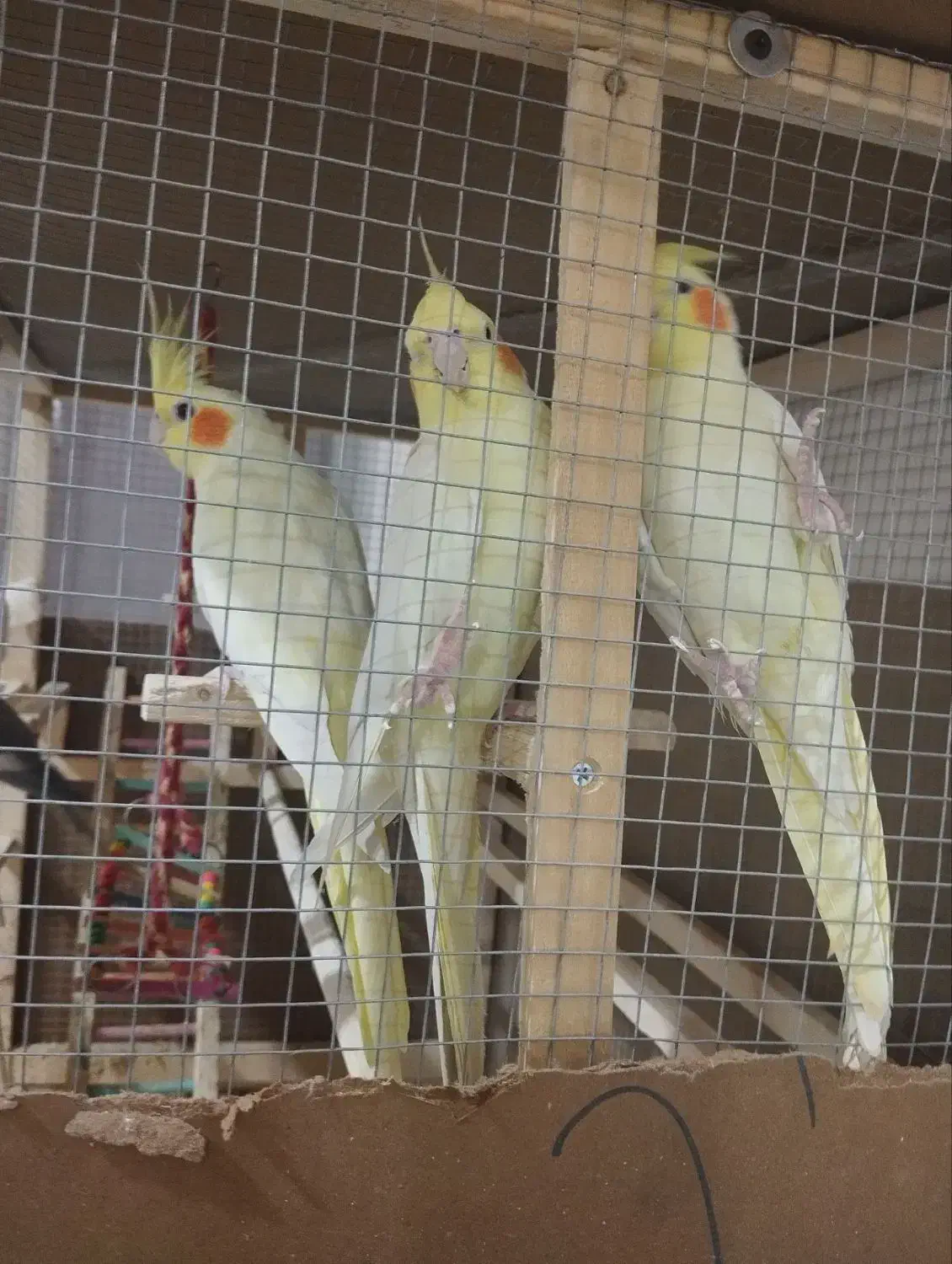 عروس هلندی معاوضه با کبوتر|پرنده|چهارباغ, |دیوار