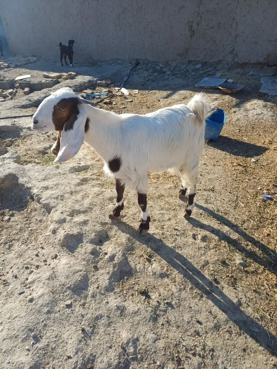 گتاچ بی دندان|حیوانات مزرعه|سراوان, |دیوار