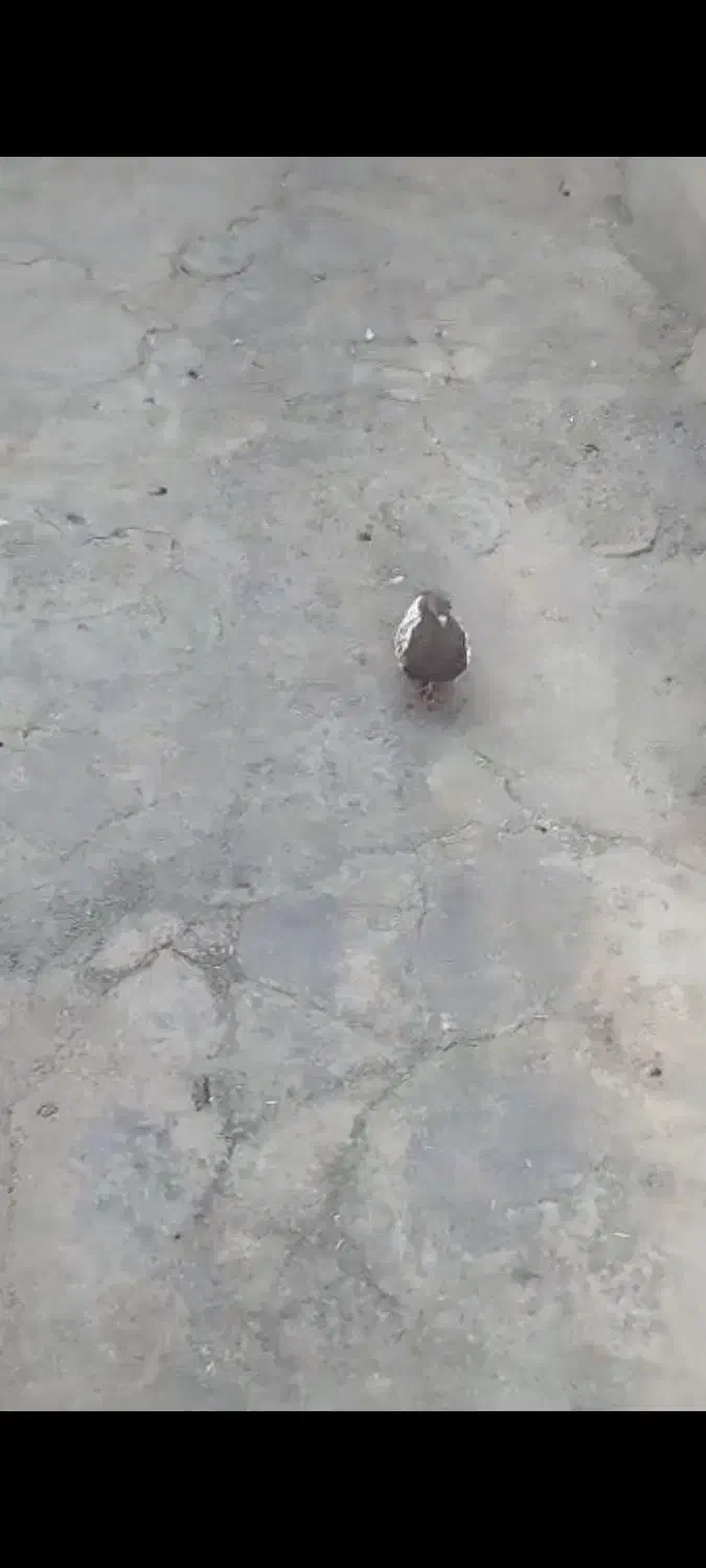 کفتر سینه ای|پرنده|کوه چنار, |دیوار