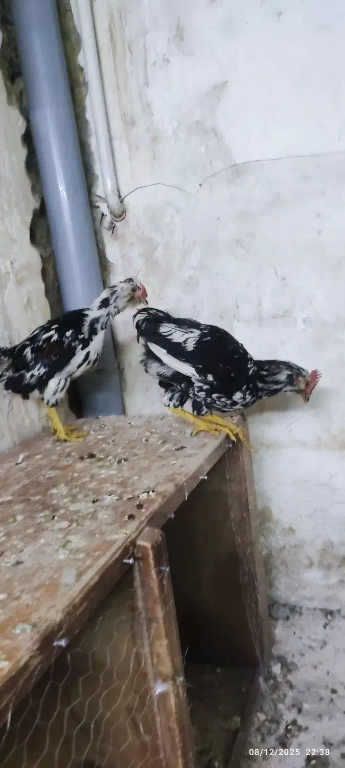 مرغ و خروس گلین|حیوانات مزرعه|قم, شهرک مهدیه (مدرس)|دیوار