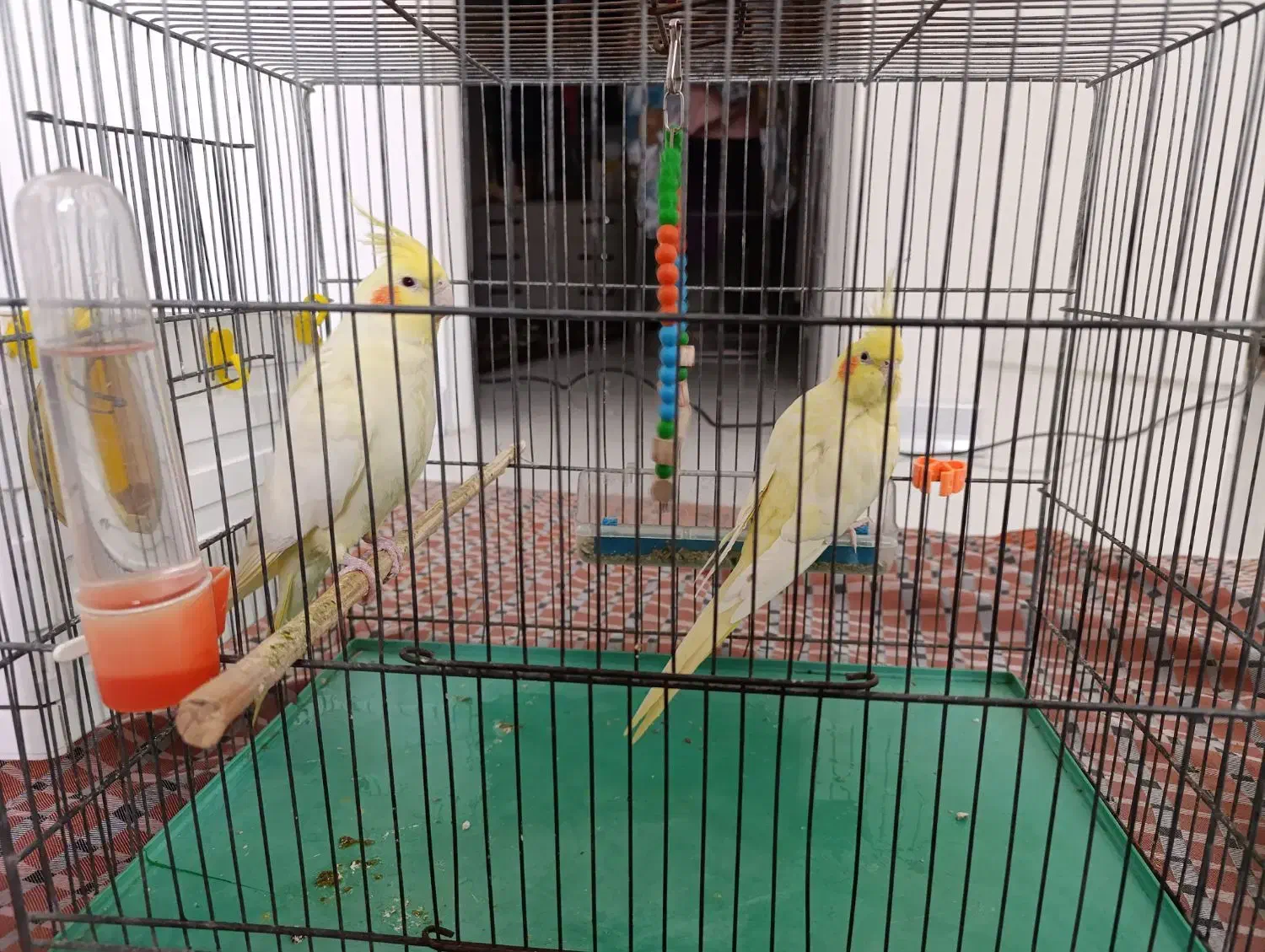 طوطی عروس هلندی .|پرنده|سنندج, |دیوار