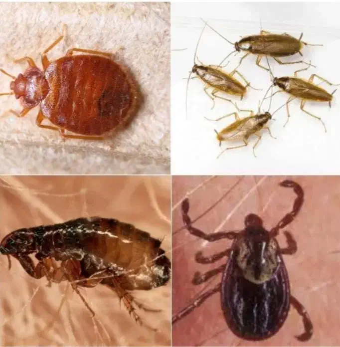 سمپاشی ساس سوسک،100٪تضمینی به همراه مهرفاکتورمعتبر|خدمات نظافت|تهران, فلاح|دیوار