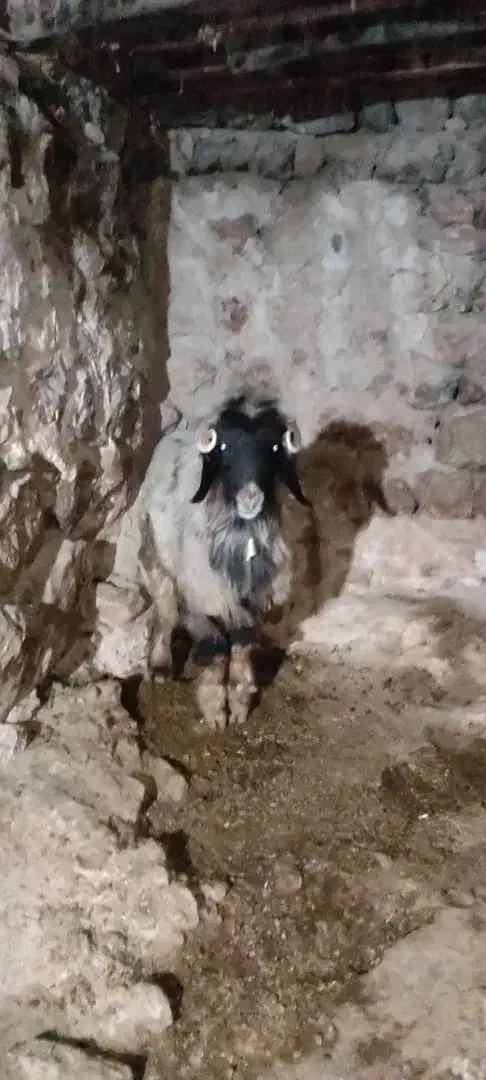 قوچ بزرگ|حیوانات مزرعه|ایذه, |دیوار