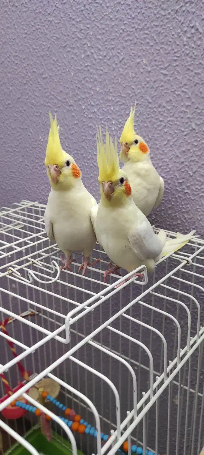 عروس هلندی لوتینو دوماه دستی|پرنده|جرقویه, |دیوار