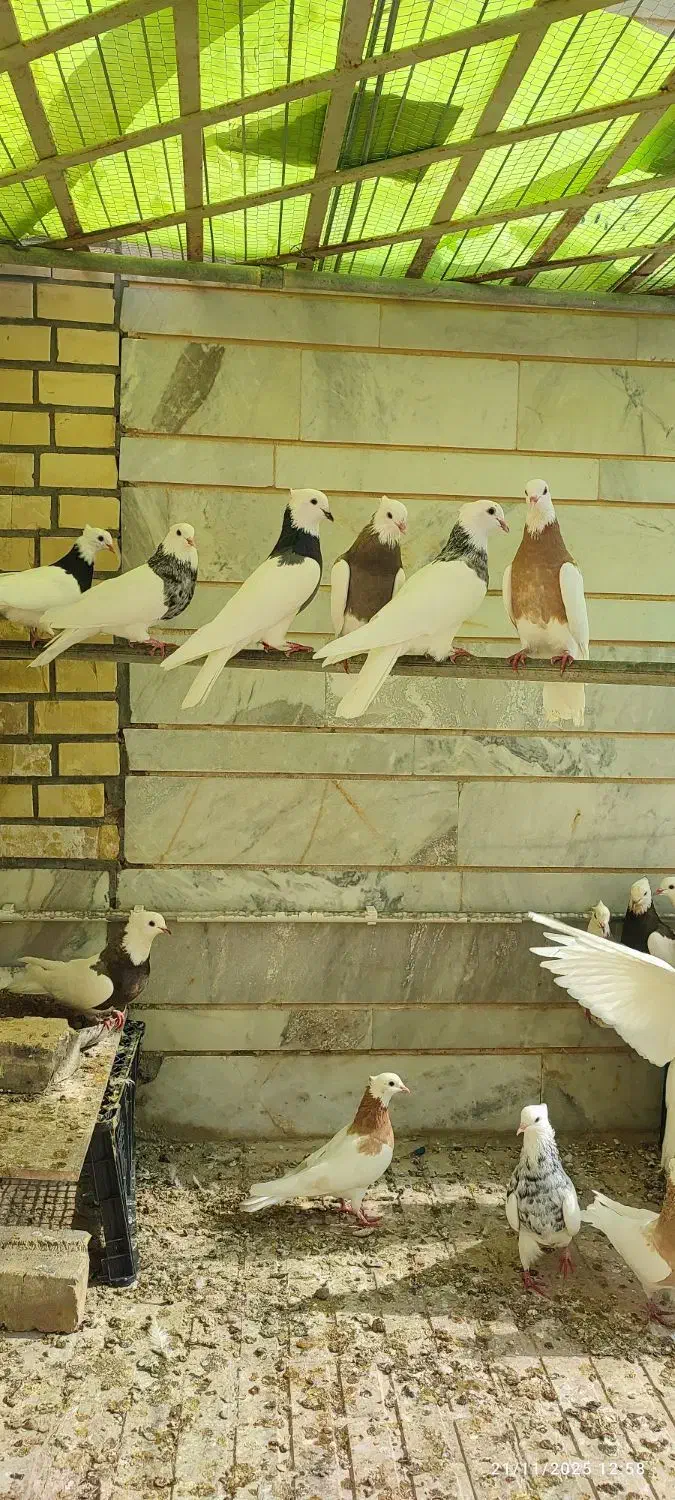 طوقی کلکسیونی ۱۴عدد|پرنده|بیدشهر, |دیوار