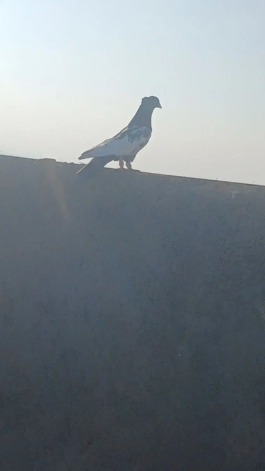 کله دم و هفرنگ پرشی کفتر بوم|پرنده|سبزوار, قصبه شرقی|دیوار