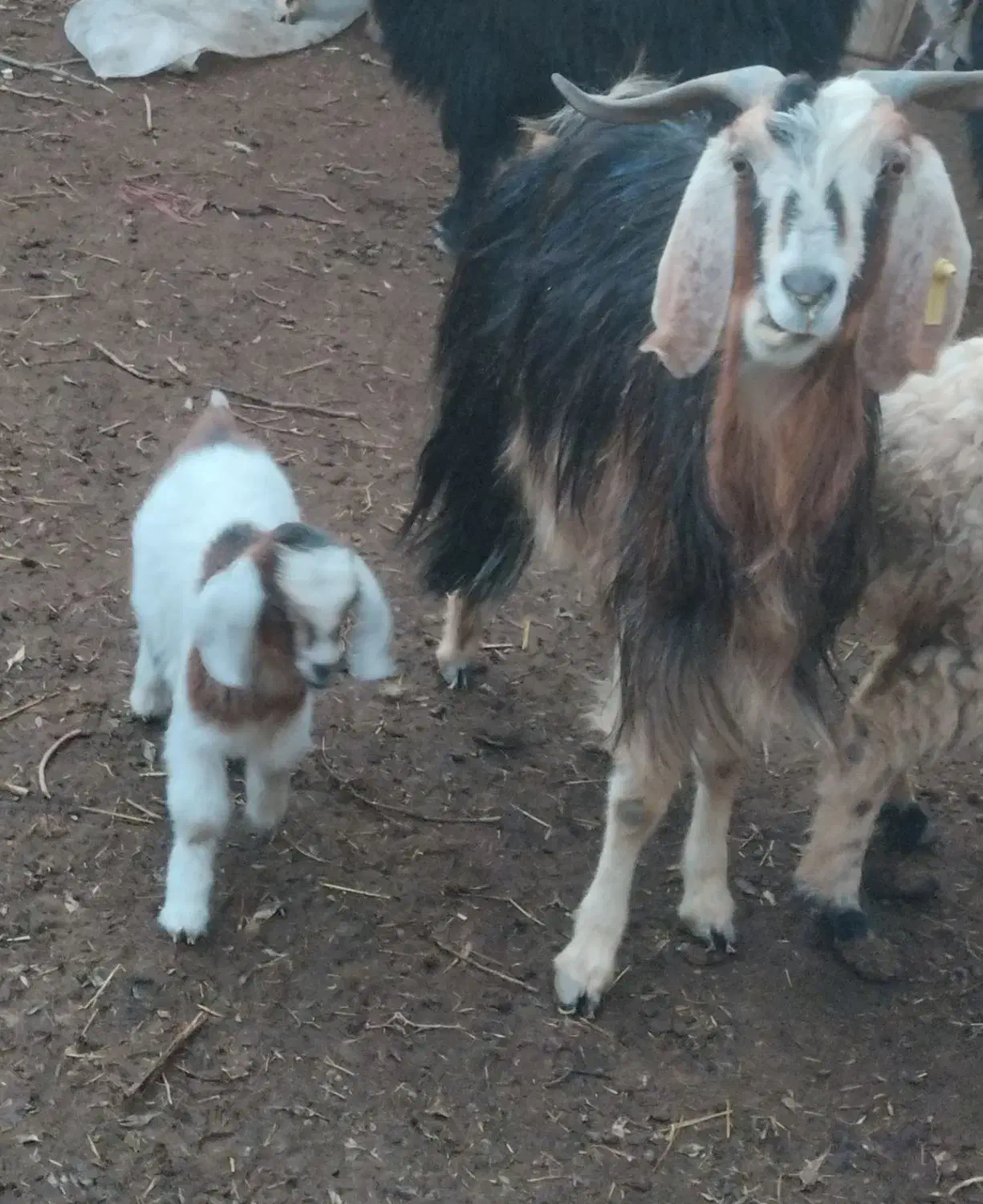 میش وبز|حیوانات مزرعه|بیرجند, |دیوار