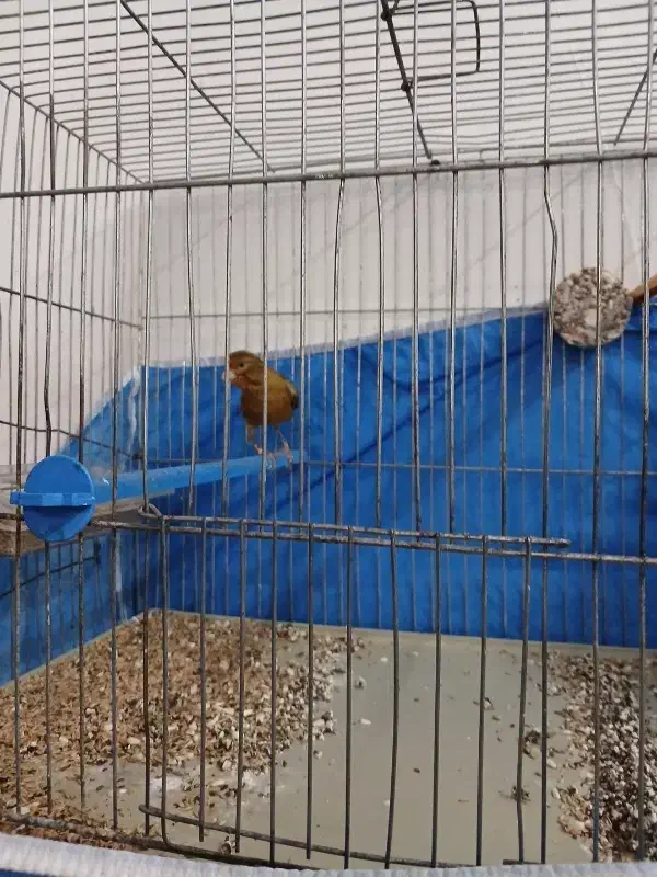 قناری نر دارچینی|پرنده|شاهینشهر, گزبرخوار|دیوار