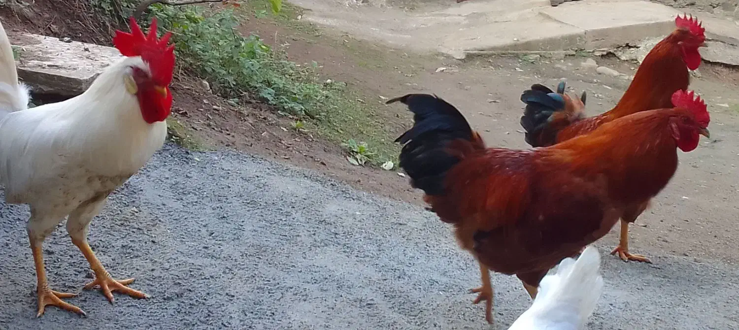 خروس محلی|حیوانات مزرعه|آستارا, |دیوار