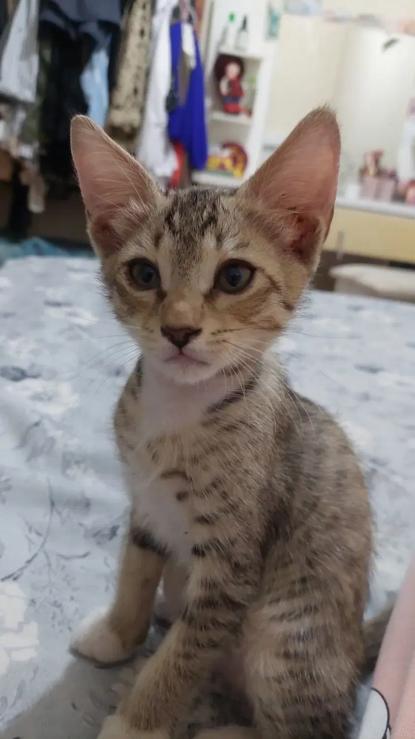 گربه رایگان|گربه|اهواز, شهرک دانشگاه|دیوار