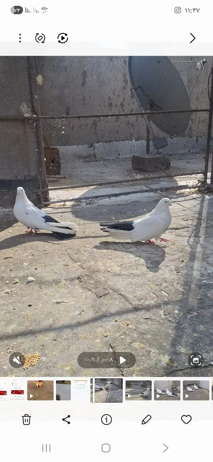 کبوتر|پرنده|میانه, |دیوار