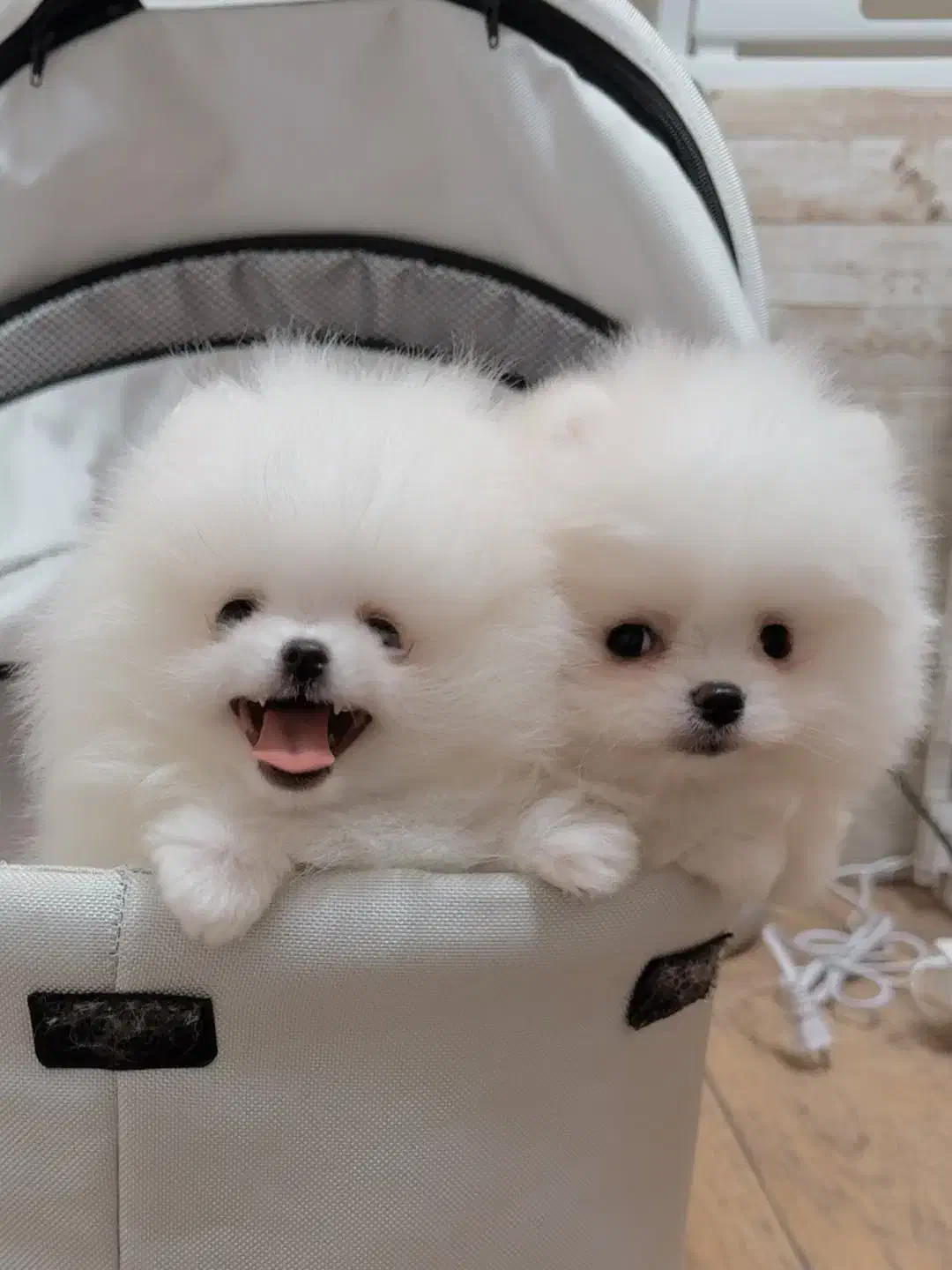 Pomeranian / Poodle / Shihtzu / dog Original|سگ|اصفهان, خواجو|دیوار