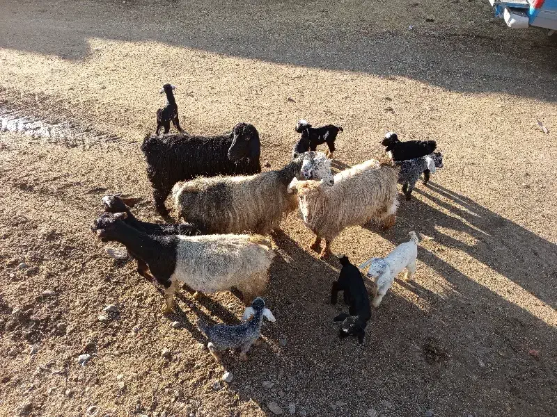 ۴بز.۸ تا بزغاله دارن|حیوانات مزرعه|کنگاور, |دیوار