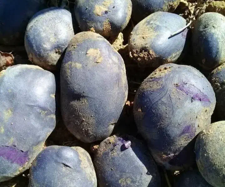 سیب زمینی بنفش|خوردنی و آشامیدنی|قیدار, |دیوار