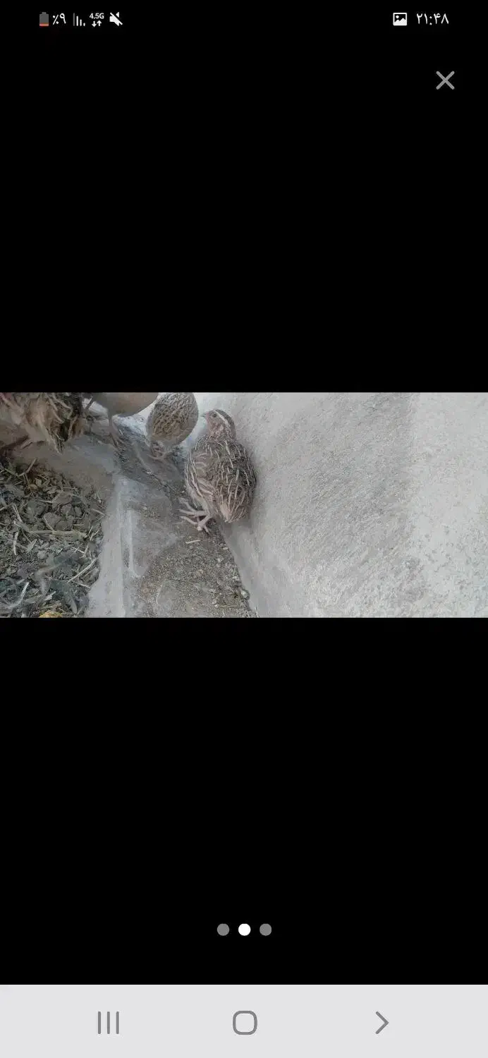 بلدرچین|پرنده|دره شهر, |دیوار