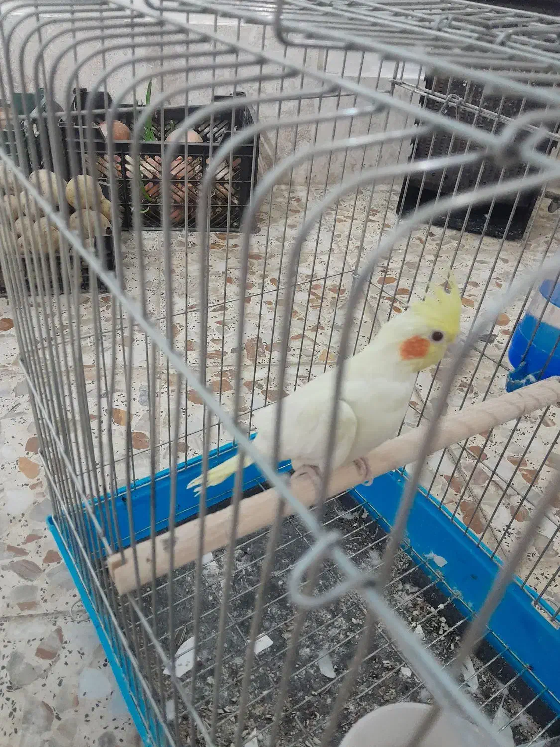 عروس هلندی. قناری|پرنده|تیران, |دیوار