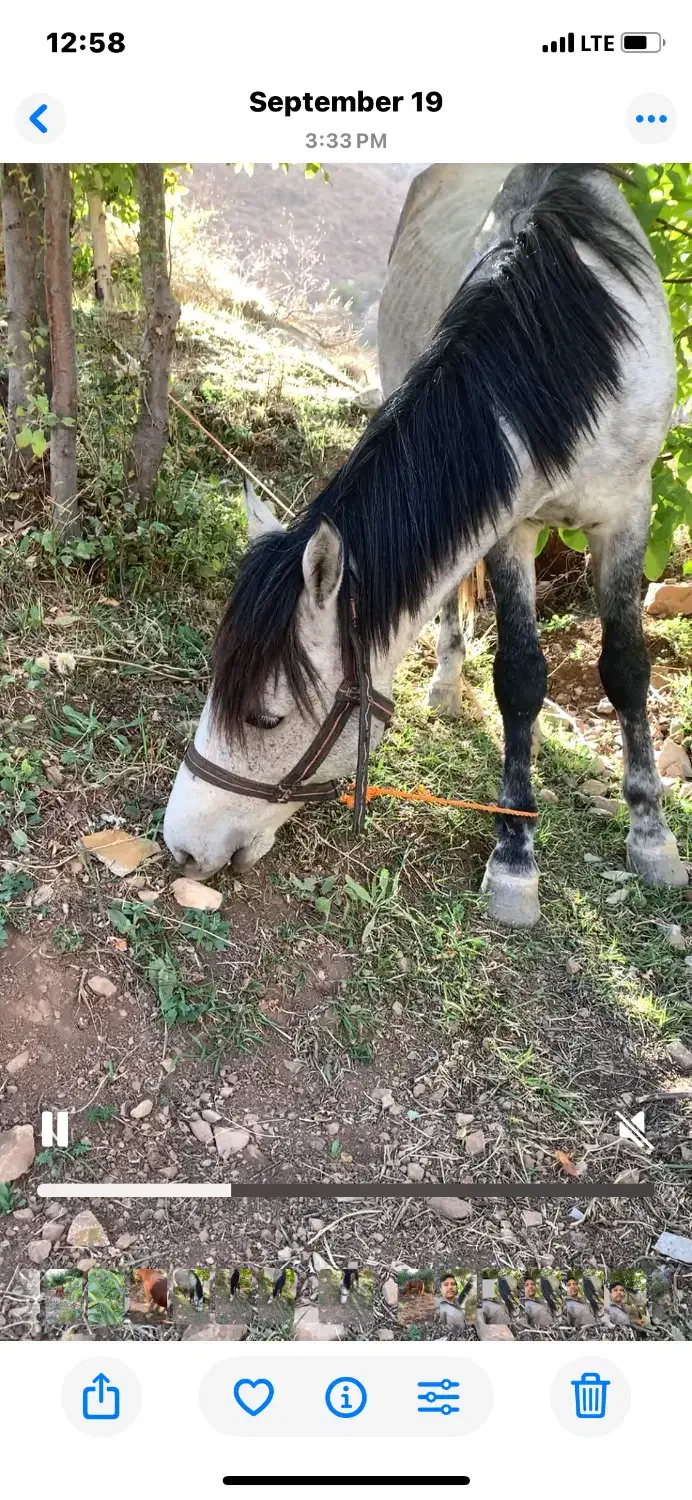 اسب|حیوانات مزرعه|فشم, |دیوار