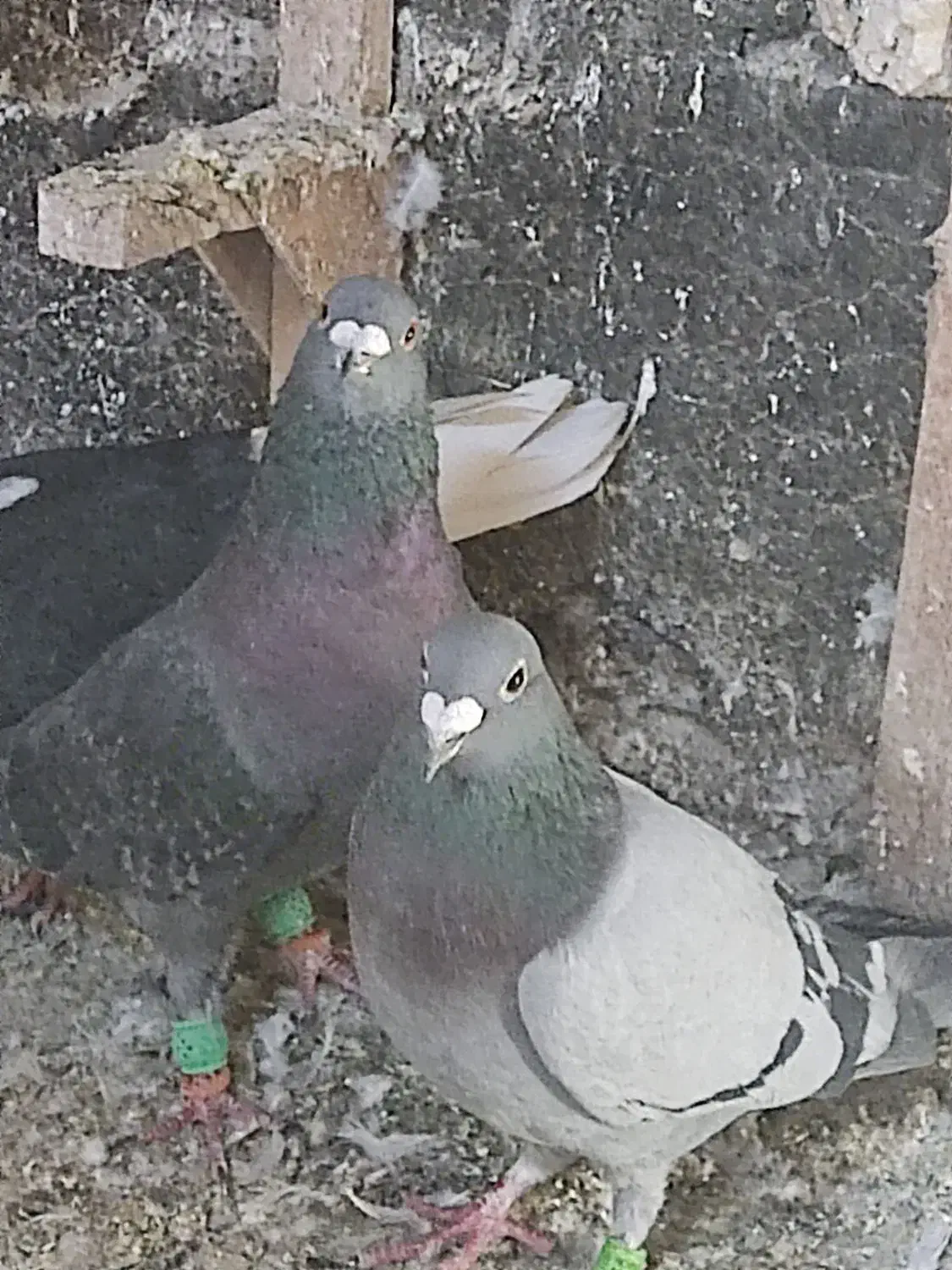 کفتر پلاکی|پرنده|شیراز, امام حسین|دیوار