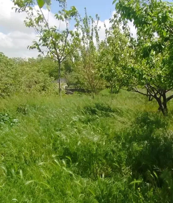 باغ دراسکو|فروش زمین و ملک کلنگی|اسکو, |دیوار