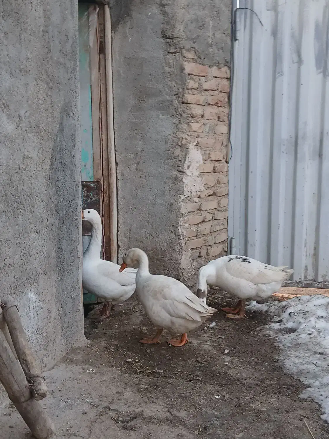 غاز|پرنده|مینودشت, |دیوار