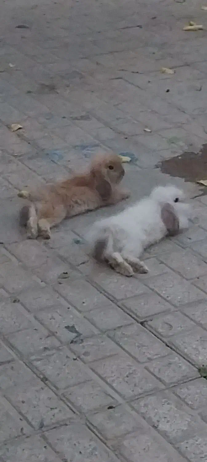 سلام دوعددخرگوش لوپ گم شده|موش و خرگوش|تربت جام, شهید نصرالهی|دیوار