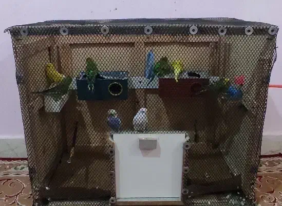 چهار جفت مرغ عشق تخم گذار و قفس|پرنده|دزفول, |دیوار