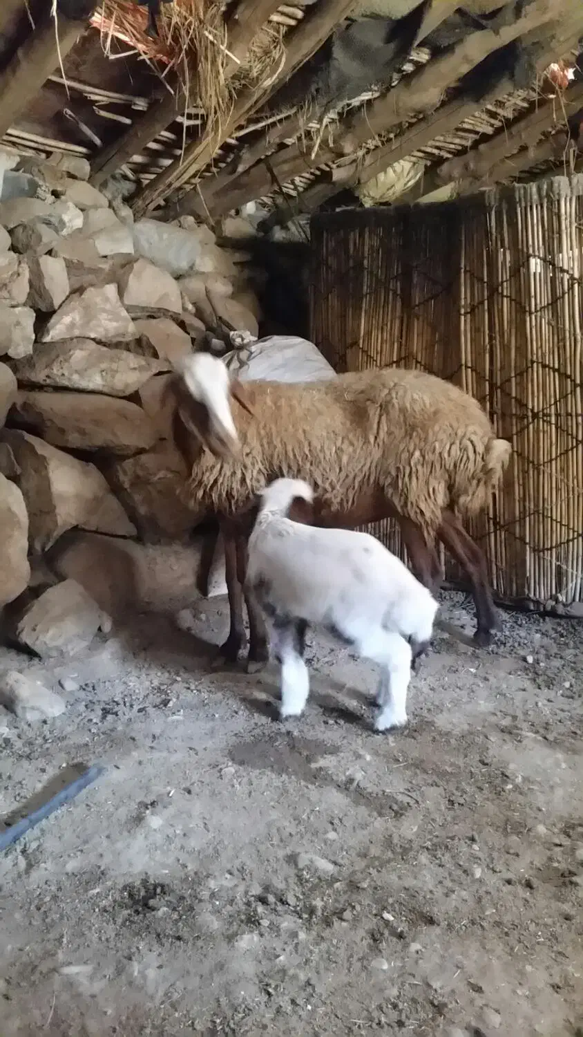 گوسفند وبره جوان|حیوانات مزرعه|بدره, |دیوار