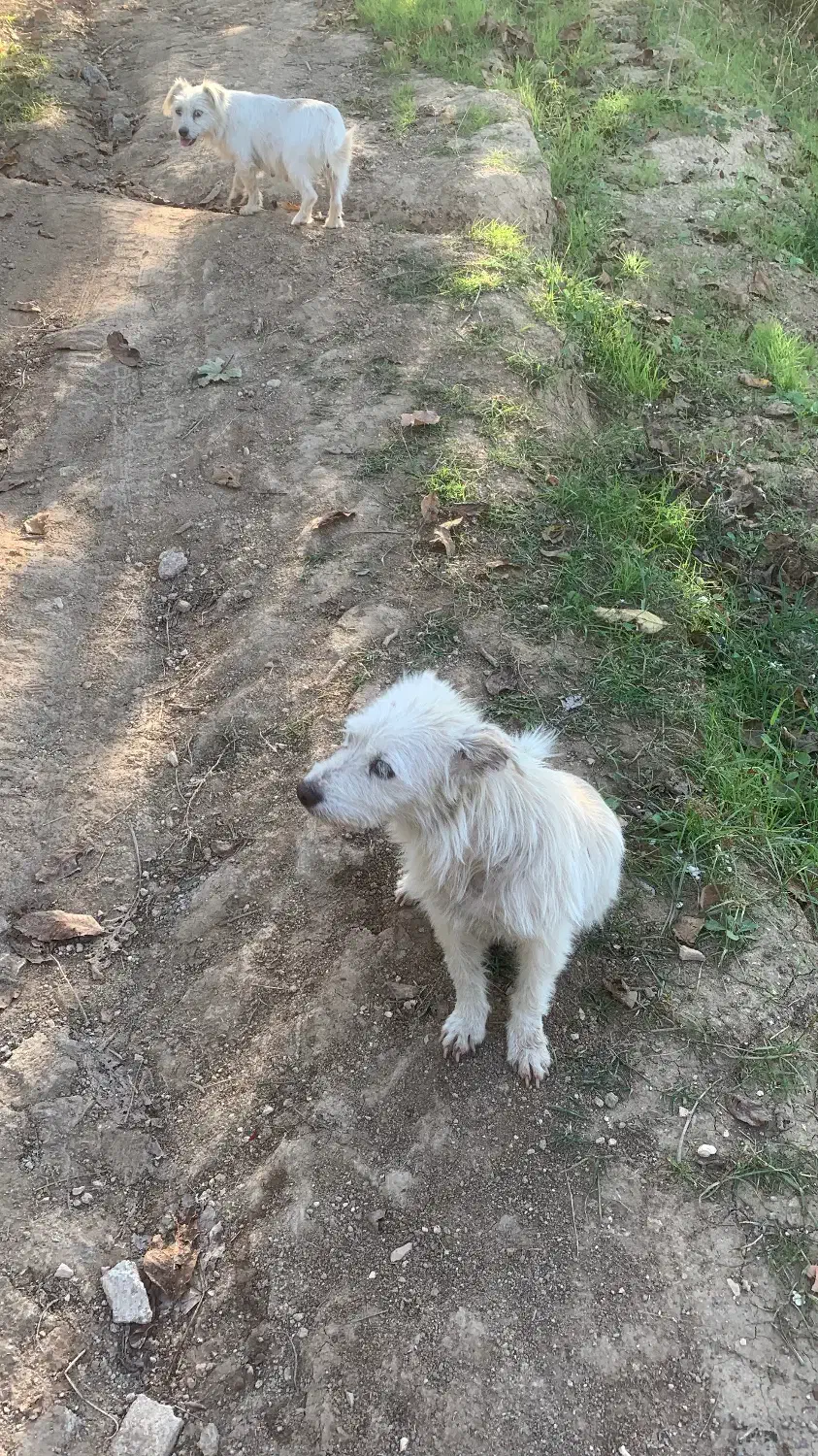 دو تا سگ ماده|سگ|رستمکلا, |دیوار