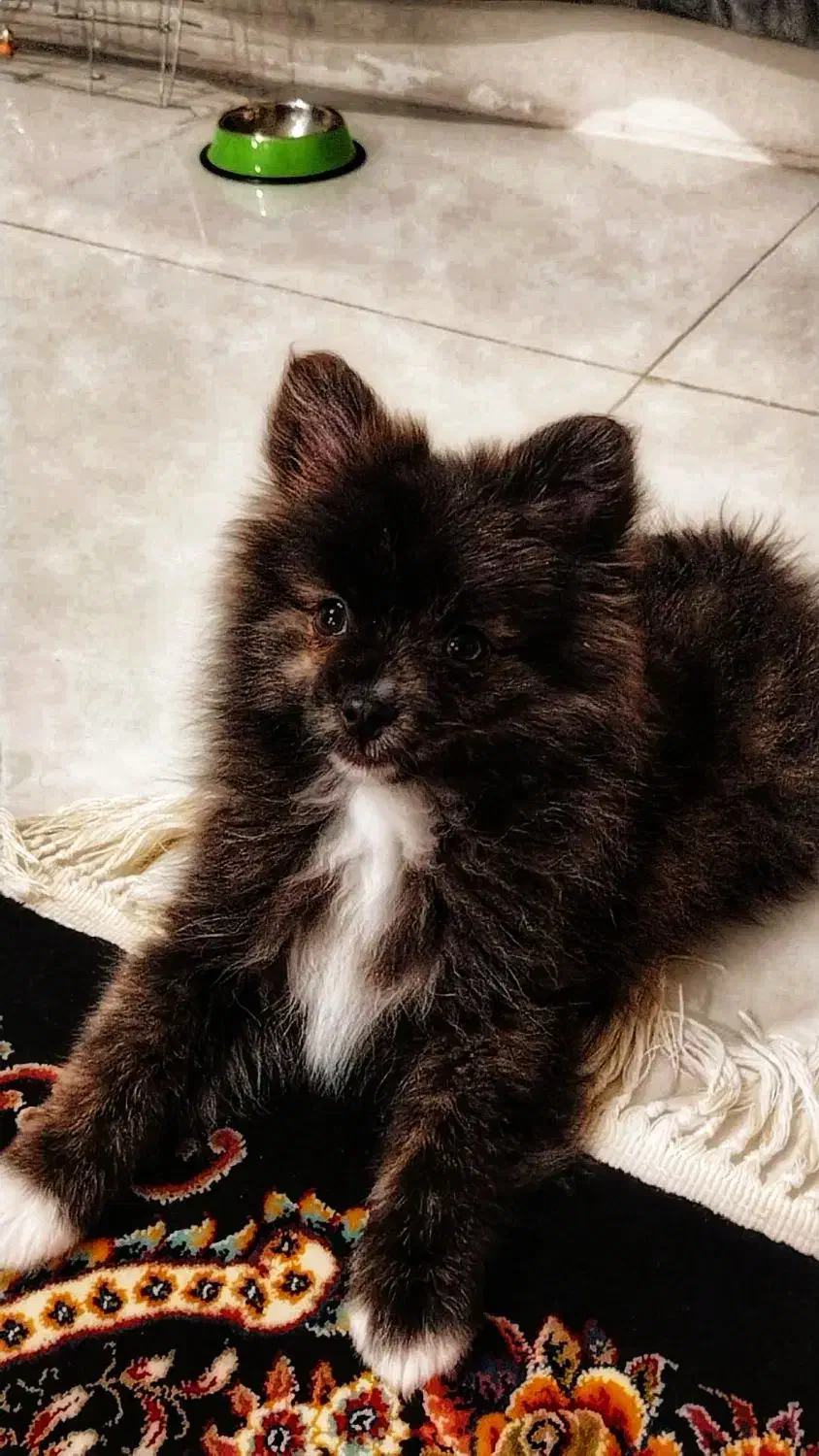 سگ پامر باهوش و خُشگل|سگ|کرمانشاه, |دیوار