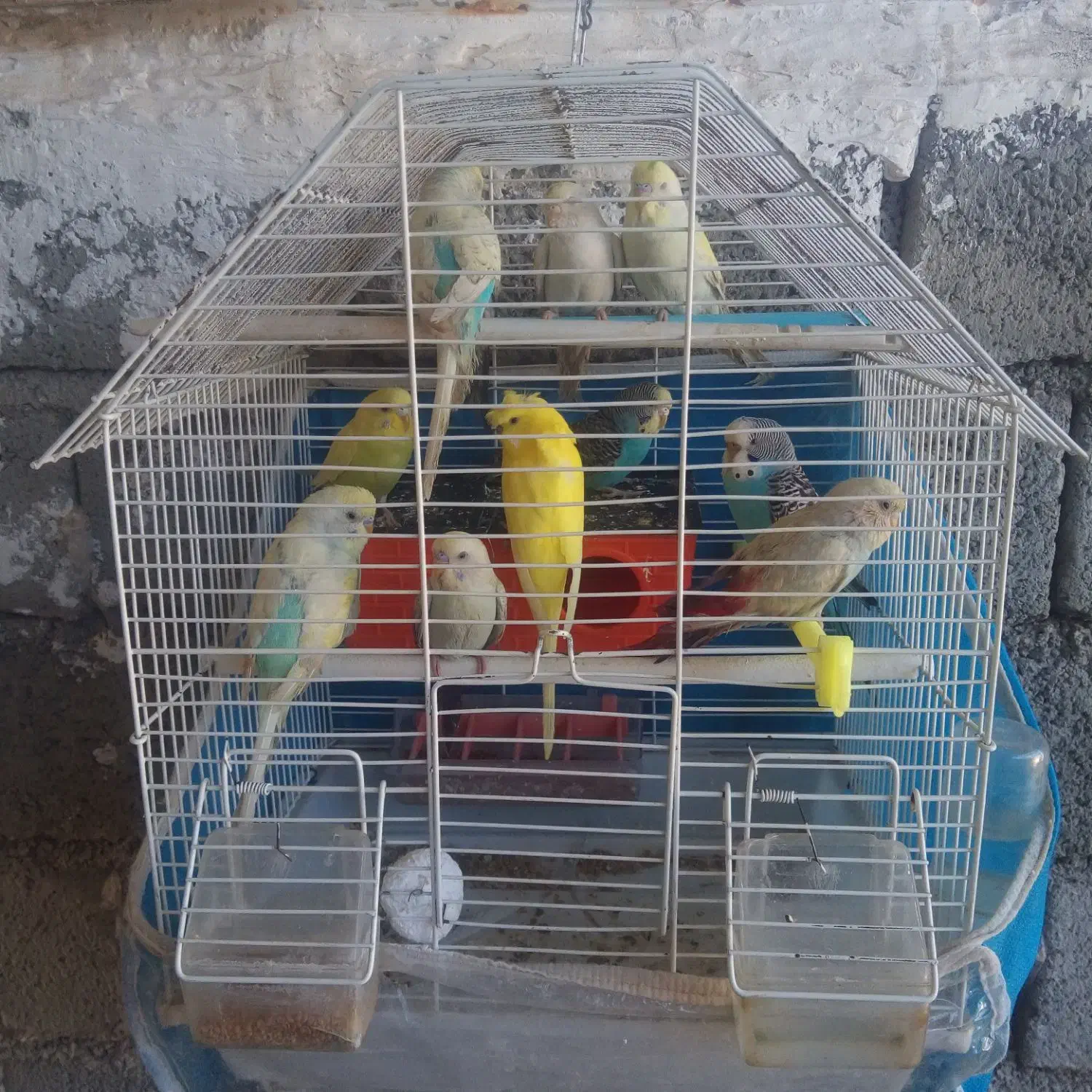 فروش مرغ عشق|پرنده|نقده, |دیوار