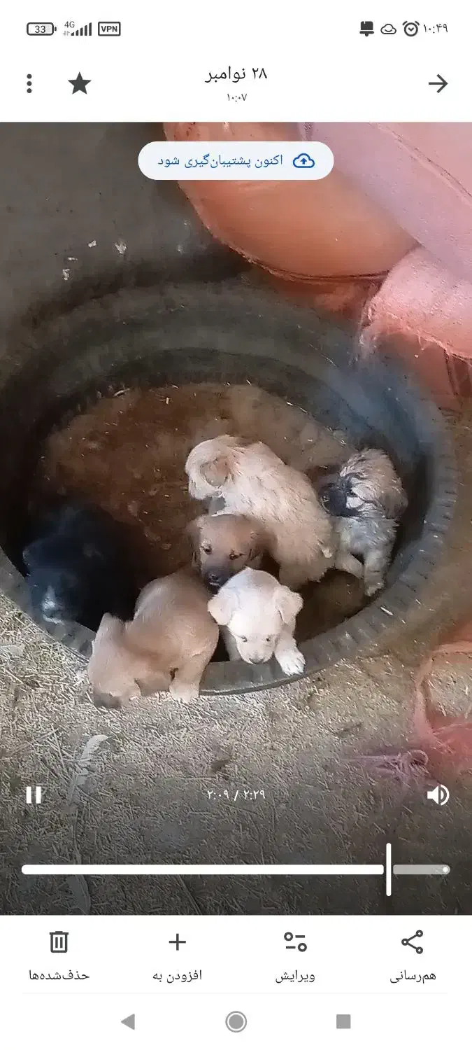 توله ی پاکوتاه|سگ|مود, |دیوار