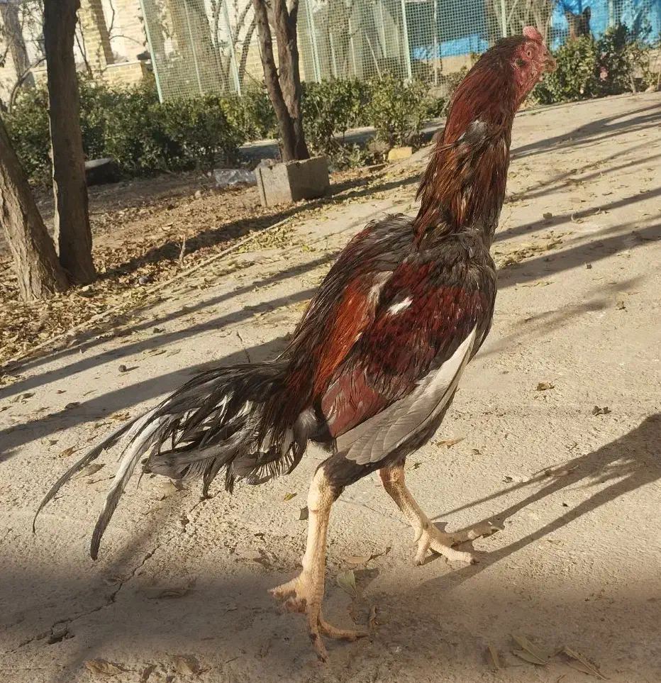 سلام خروس لاری|حیوانات مزرعه|هشتگرد, تهران دشت|دیوار