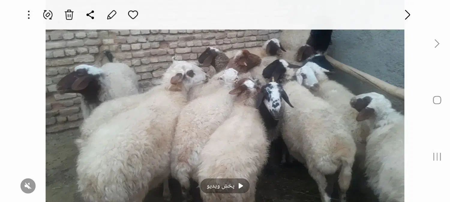 ۱۵۰ راس میش جون داشتی هم ابستن|حیوانات مزرعه|خوانسار, |دیوار