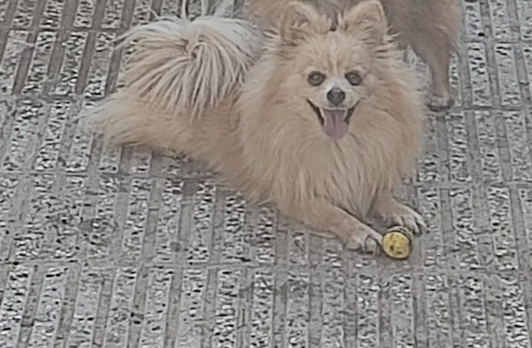 سگ،پامر|سگ|گرگان, |دیوار