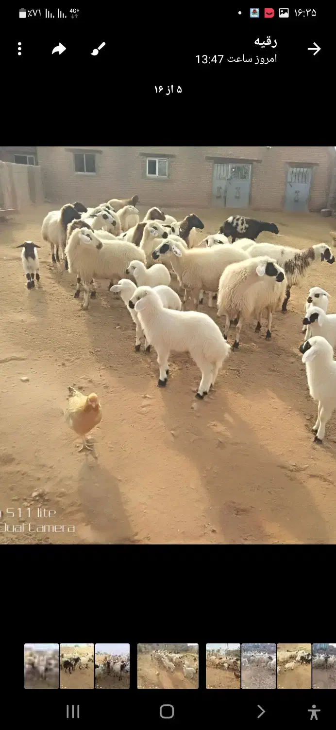 گوسفند جوان داشتی|حیوانات مزرعه|قره ضیاالدین, |دیوار