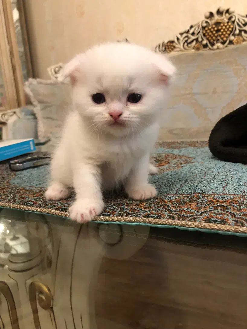 توله گربه اسکاتیش|گربه|تبریز, |دیوار