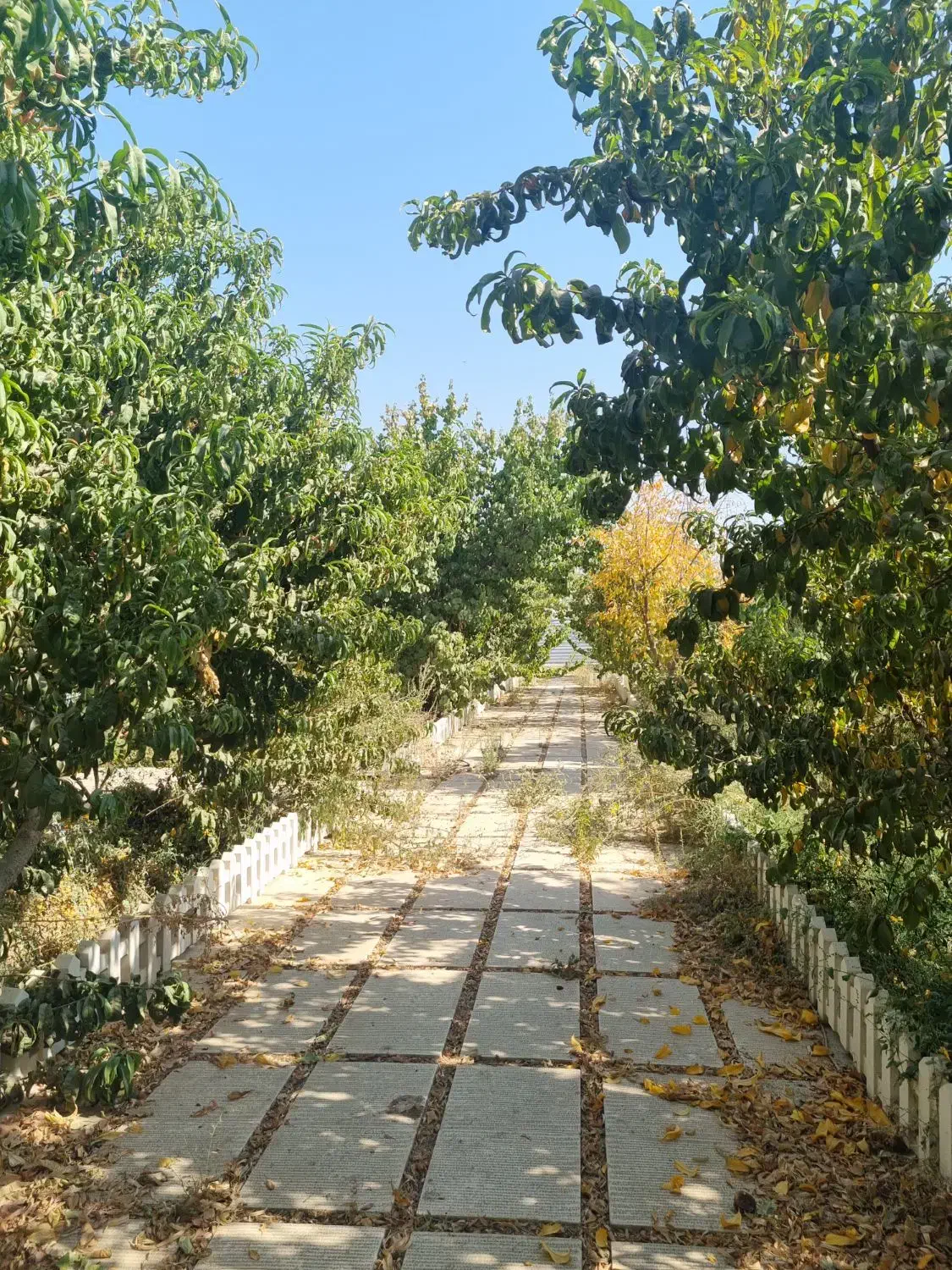 ملک و زمین|فروش زمین و ملک کلنگی|محمدشهر, محمدشهر|دیوار